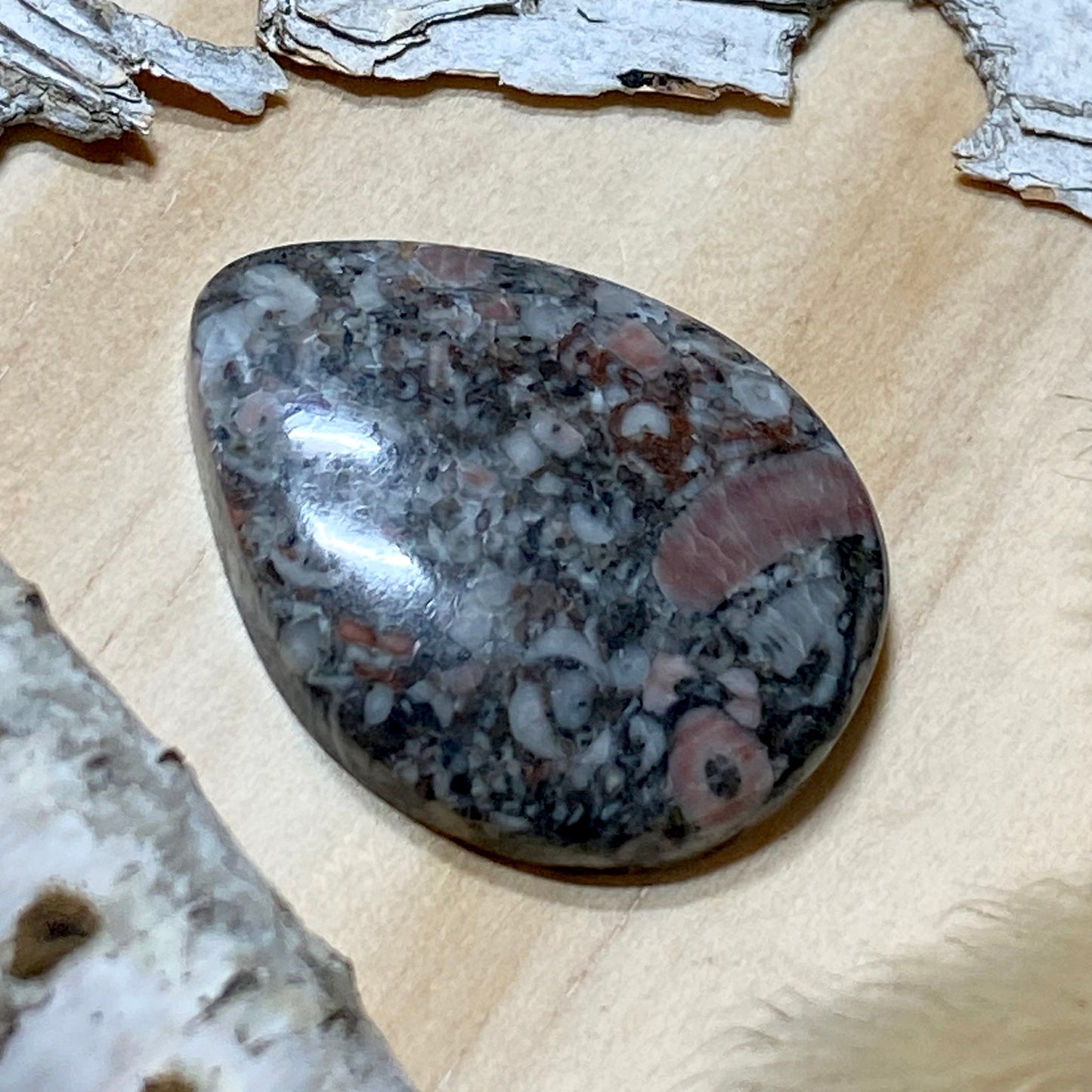 Crinoid Fossil Cabochon Front View - Stone Treasures by the Lake