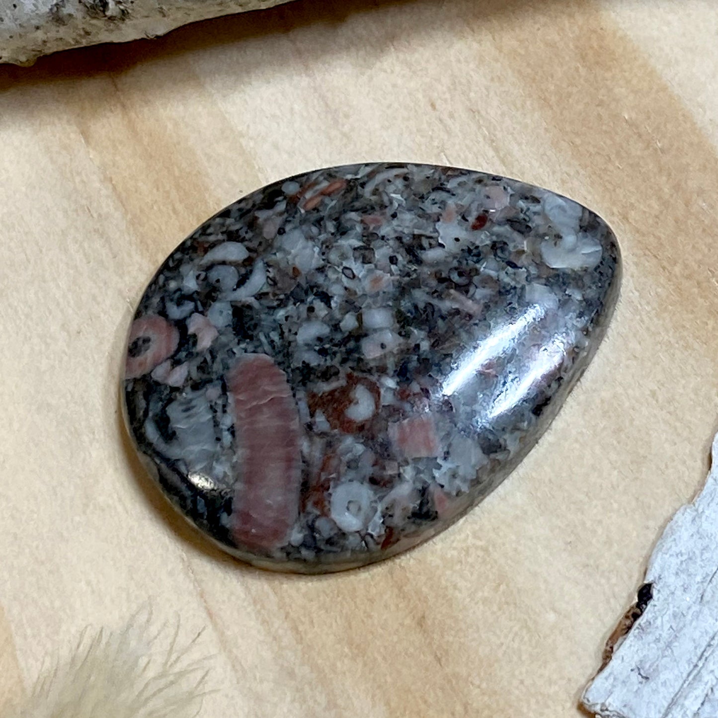 Crinoid Fossil Cabochon Front View II - Stone Treasures by the Lake