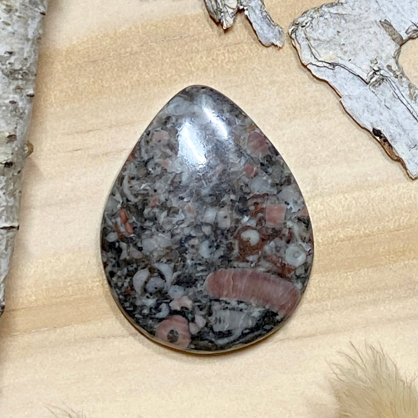 Crinoid Fossil Cabochon Front View III - Stone Treasures by the Lake