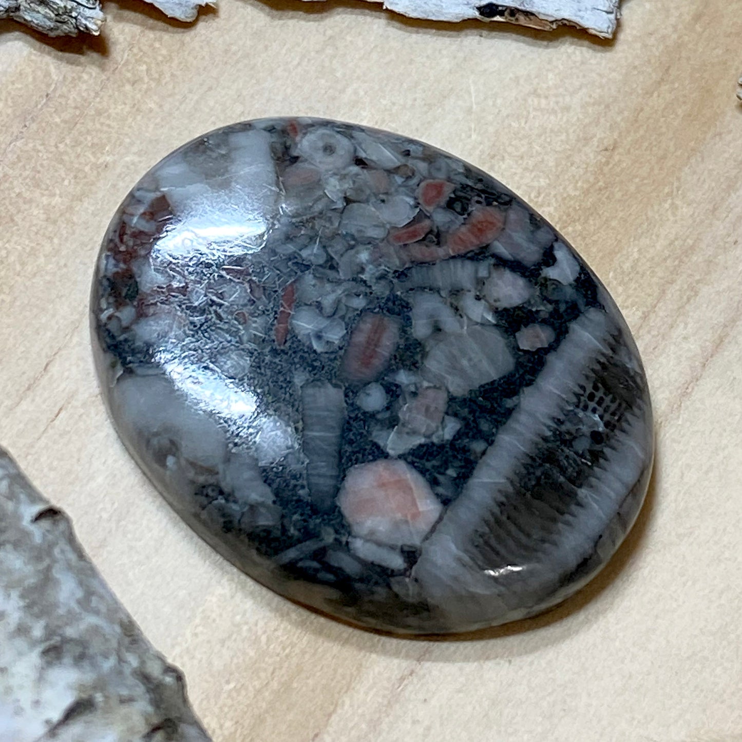 Crinoid Fossil Cabochon Front View III - Stone Treasures by the Lake