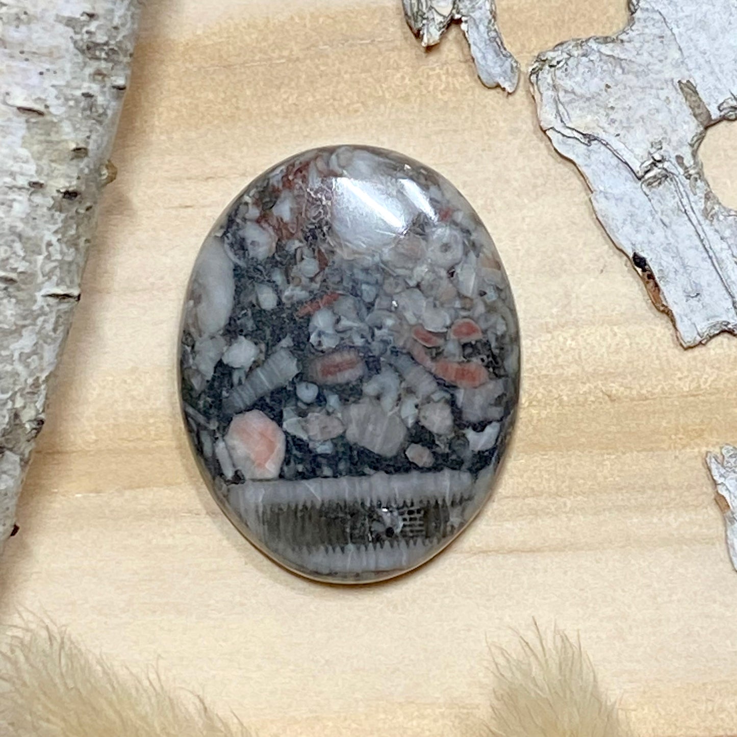 Crinoid Fossil Cabochon Front View - Stone Treasures by the Lake