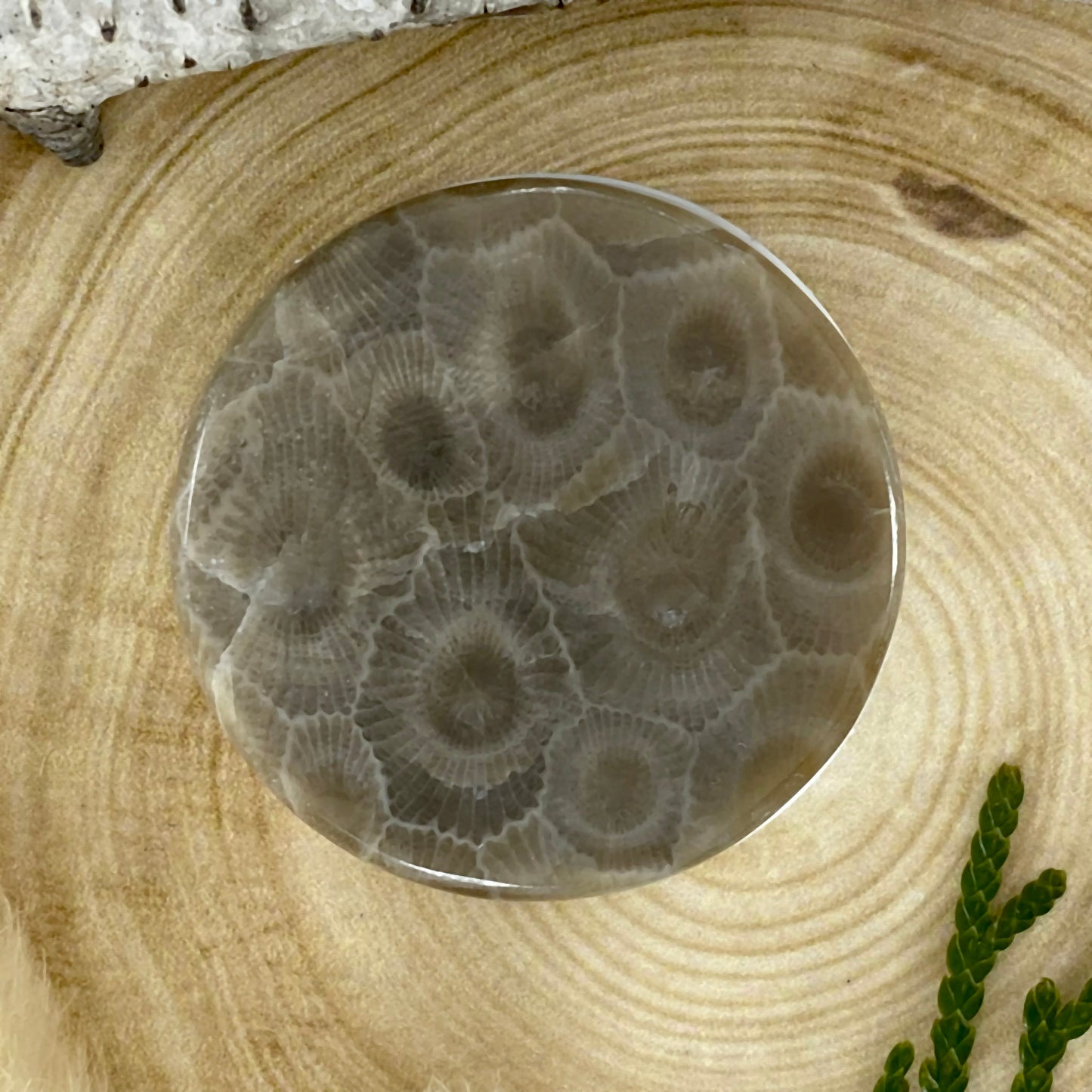 Petoskey Stone Popsocket Front View - Stone Treasures by the Lake