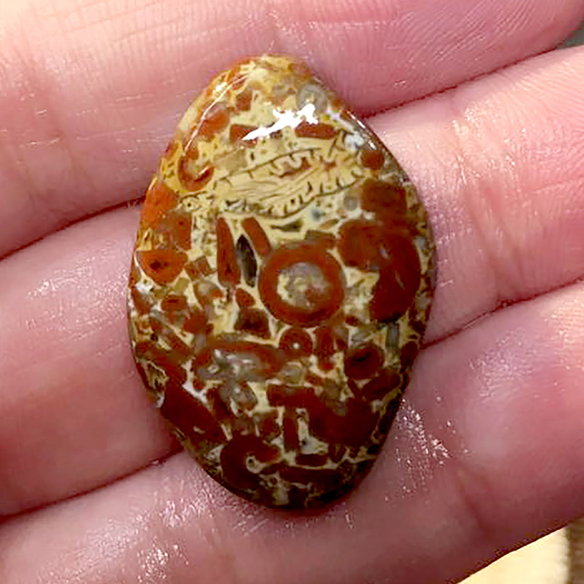 Crinoid Fossil - Stone Treasures by the Lake
