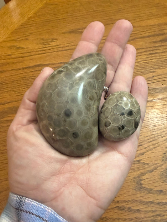 Polished Petoskey Stones