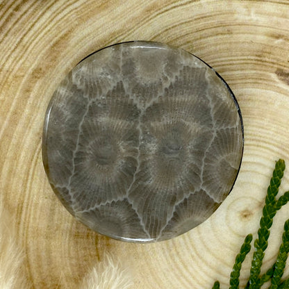 Petoskey Stone Popsocket Front View - Stone Treasures by the Lake